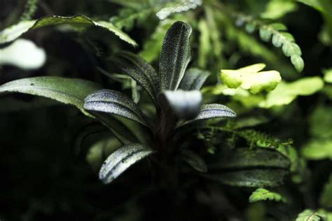 emersed bucephalandra care